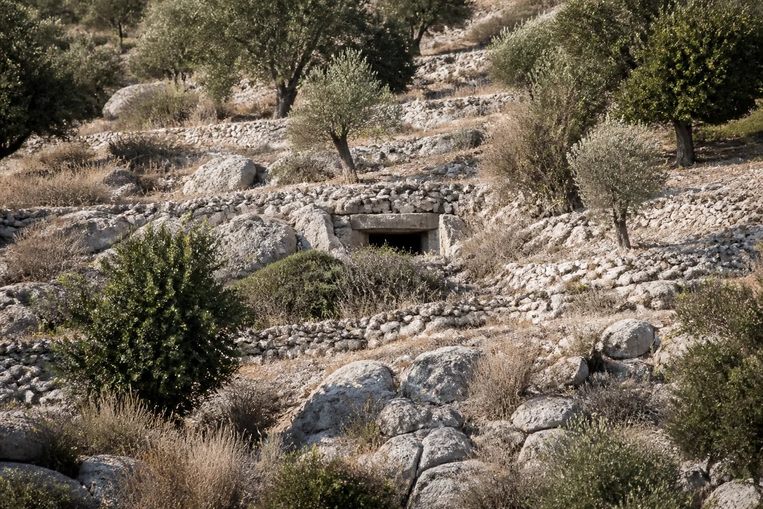 A rocky terraced hillside with dry scrub and olive trees in hard afternoon light (AI-generated image)