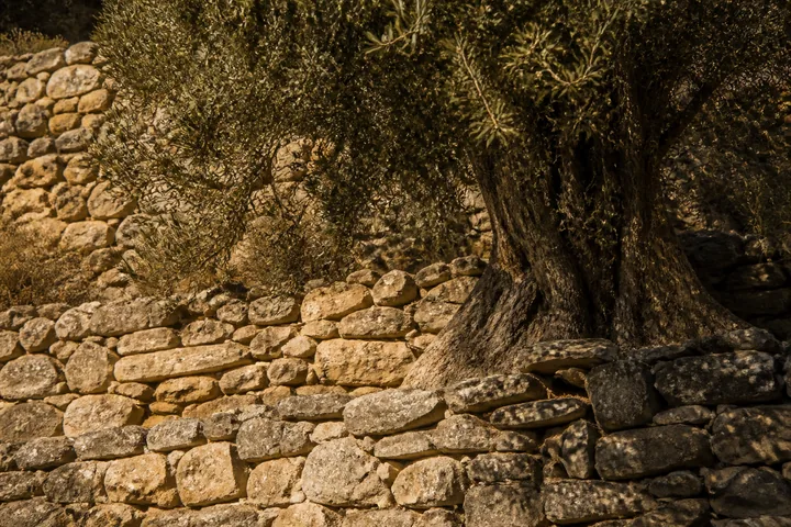 A dry stone terrace wall with an olive tree growing from it, hard afternoon shadow across the stones (AI-generated image)
