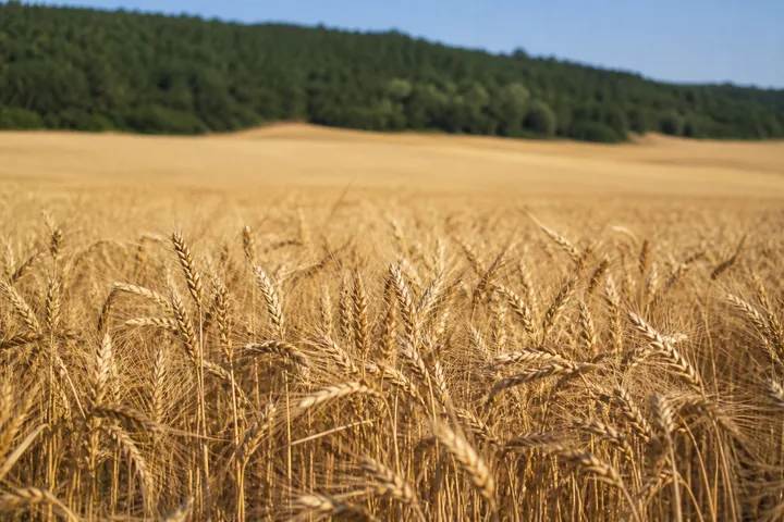 A wheat field from ground level with a wooded ridge on the horizon (AI-generated image)