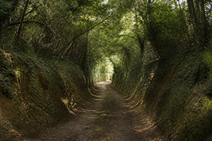A Norman hedgerow lane sunk between earth banks topped with dense growth (AI-generated image)