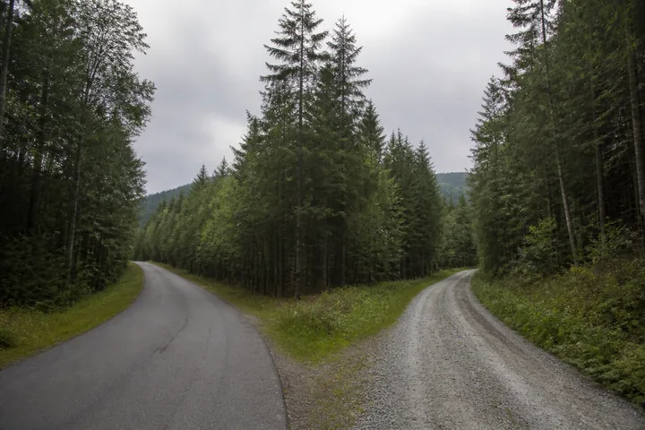 Two roads diverging around a stand of trees under grey sky, one metalled and one gravel, seen from the junction (AI-generated image)