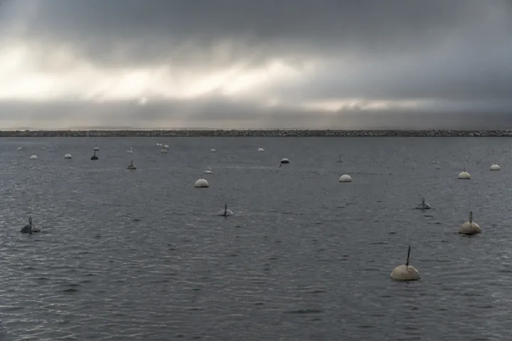 A rain-lashed harbour full of empty mooring buoys at dawn with a breakwater beyond (AI-generated image)