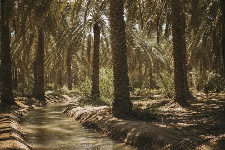 A date-palm grove beside an irrigation canal with dust hanging in the light (AI-generated image)
