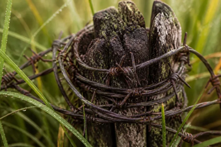 Rusted barbed wire coiled around a rotted timber picket in long grass (AI-generated image)
