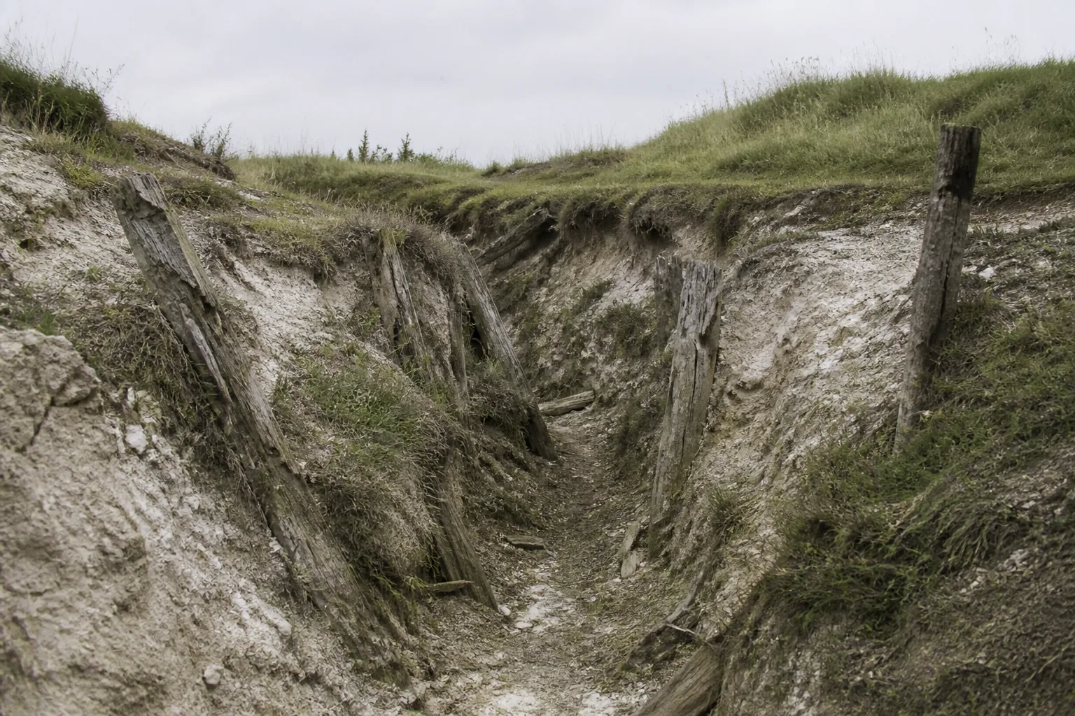 A preserved trench line cut through chalk soil, timber revetments rotted back to stubs (AI-generated image)